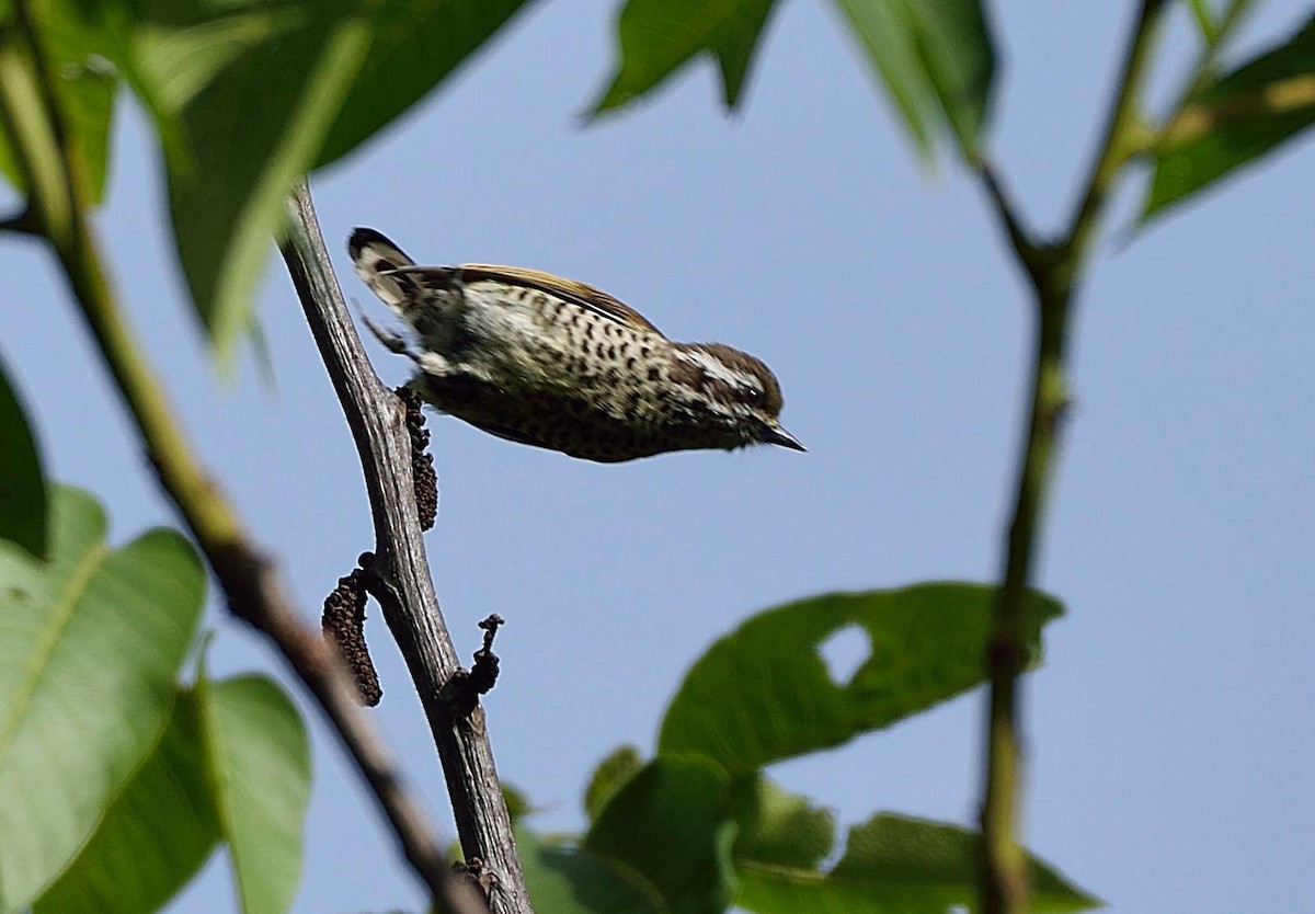 Speckled Piculet - ML641909375