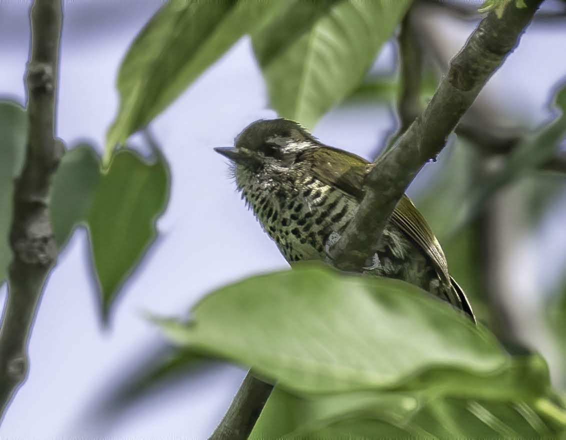 Speckled Piculet - ML641909376