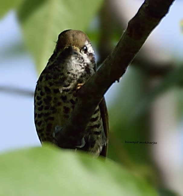 Speckled Piculet - ML641909377