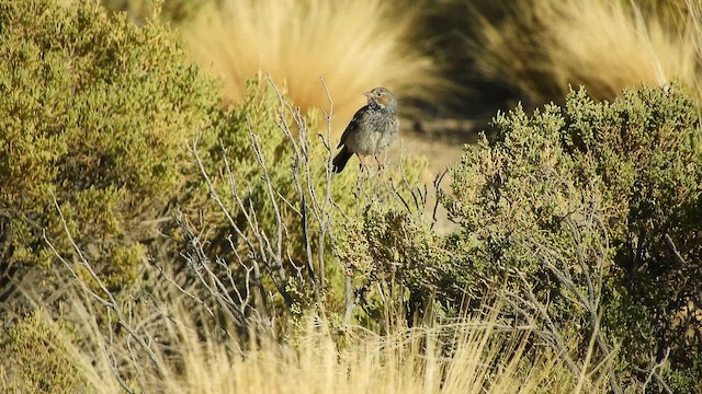 Mourning Sierra Finch - ML641909390