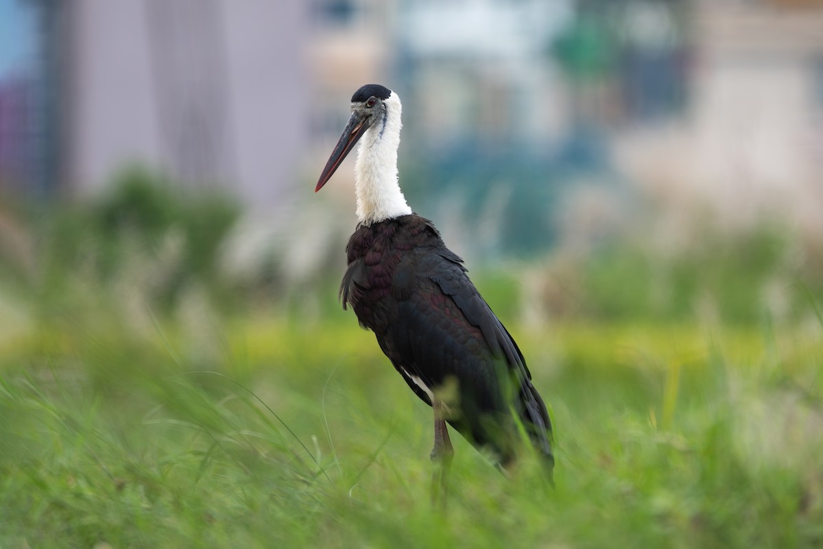 Asian Woolly-necked Stork - ML641909395