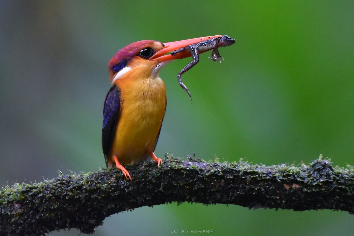 Black-backed Dwarf-Kingfisher - ML641909397