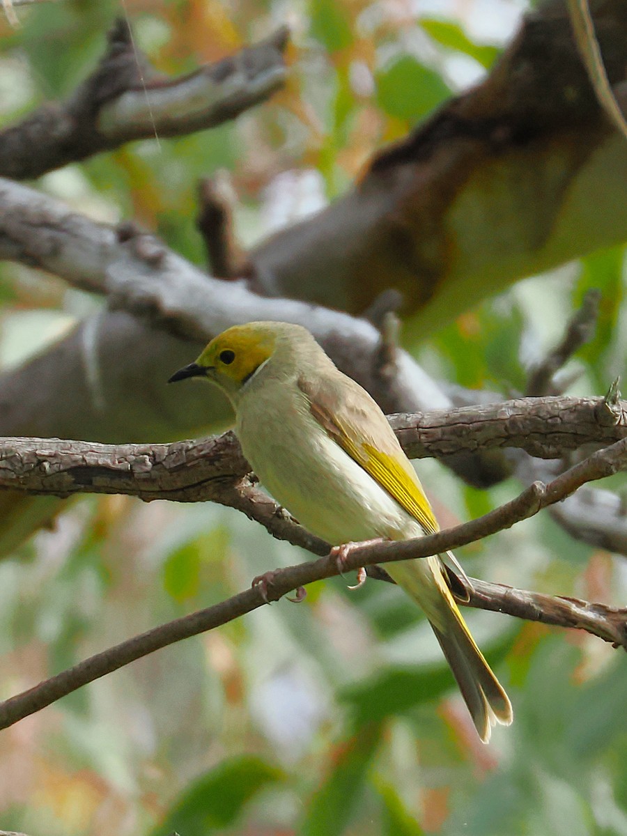 White-plumed Honeyeater - ML641909403