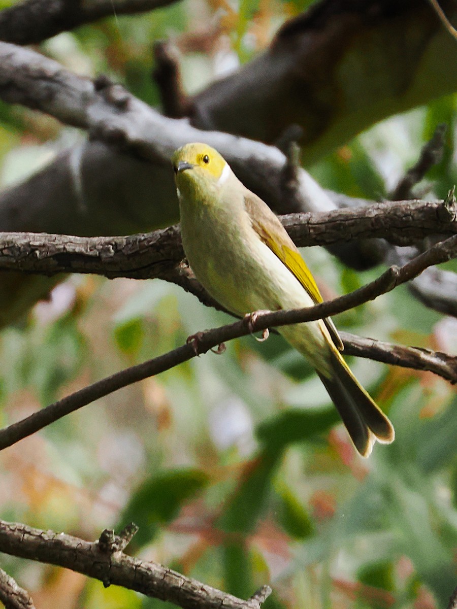 White-plumed Honeyeater - ML641909404
