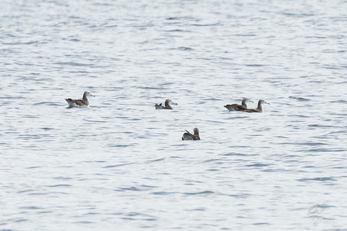 buřňák světlečelý - ML641909407