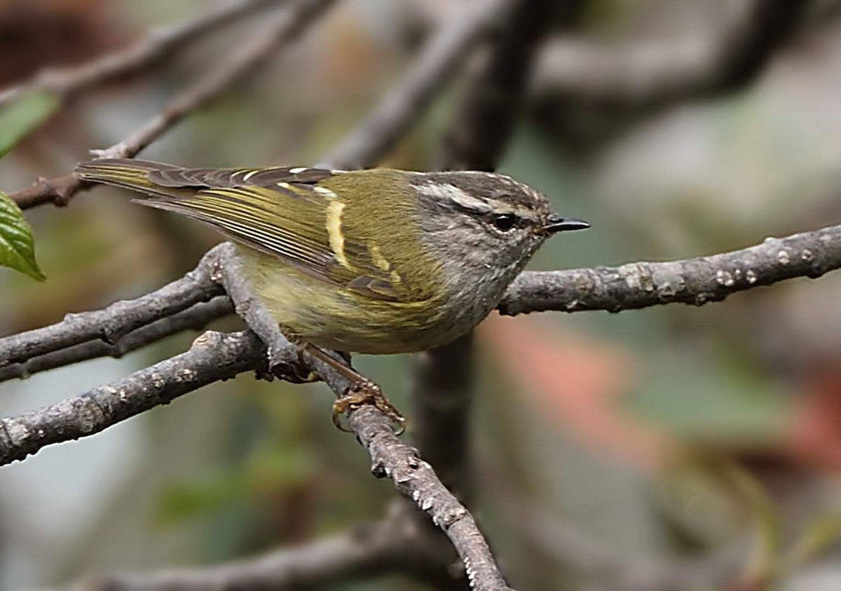 Ashy-throated Warbler - ML641909415