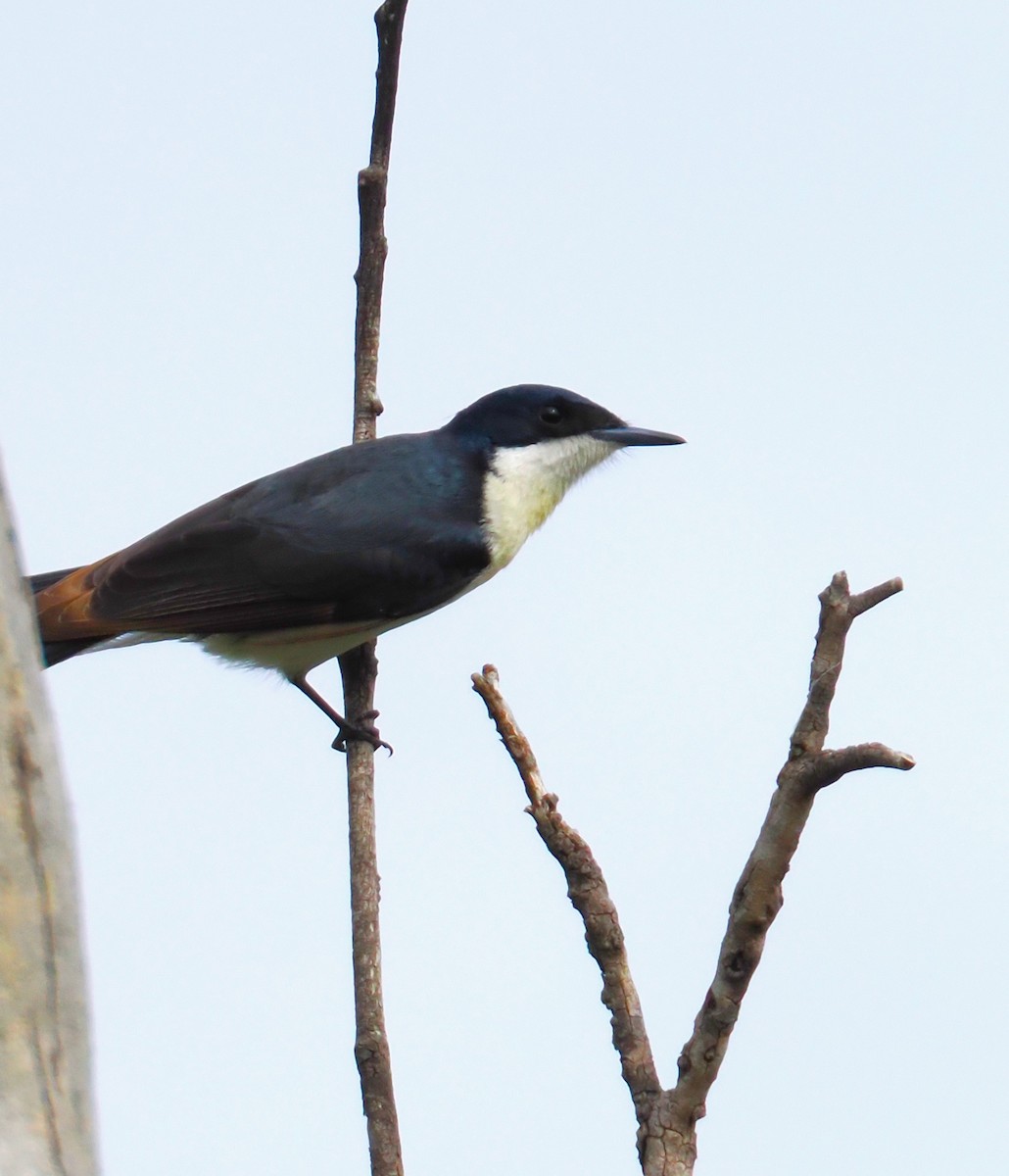 Restless Flycatcher - ML641909418
