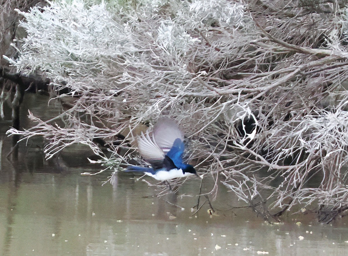 Restless Flycatcher - ML641909419