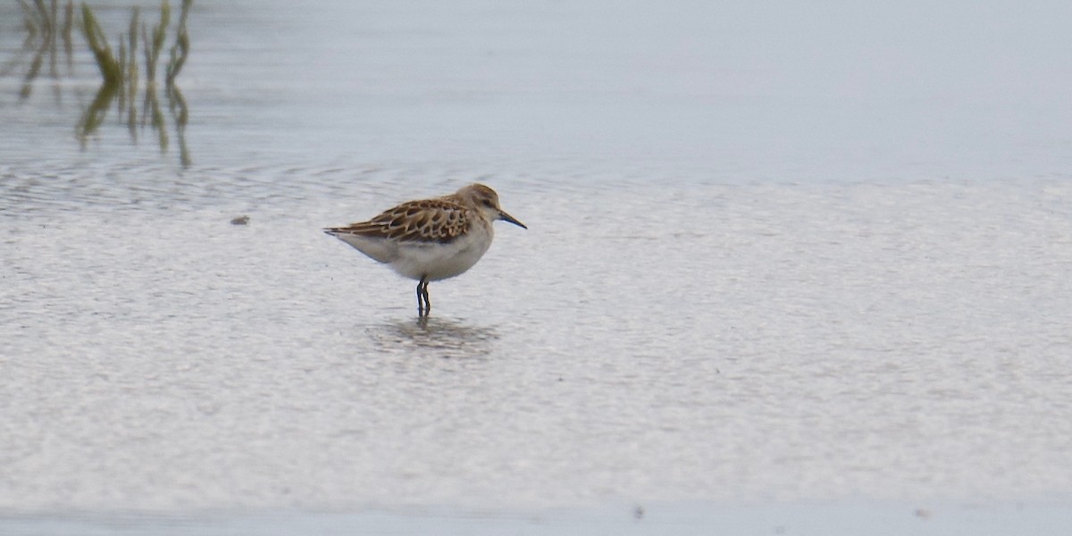 Little Stint - ML641909442