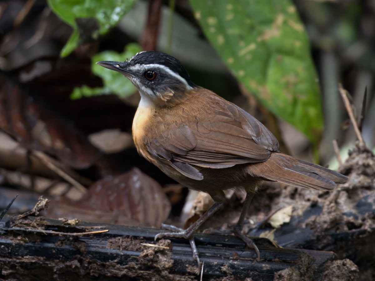 Borneo Ardıçesmeri - ML641909443
