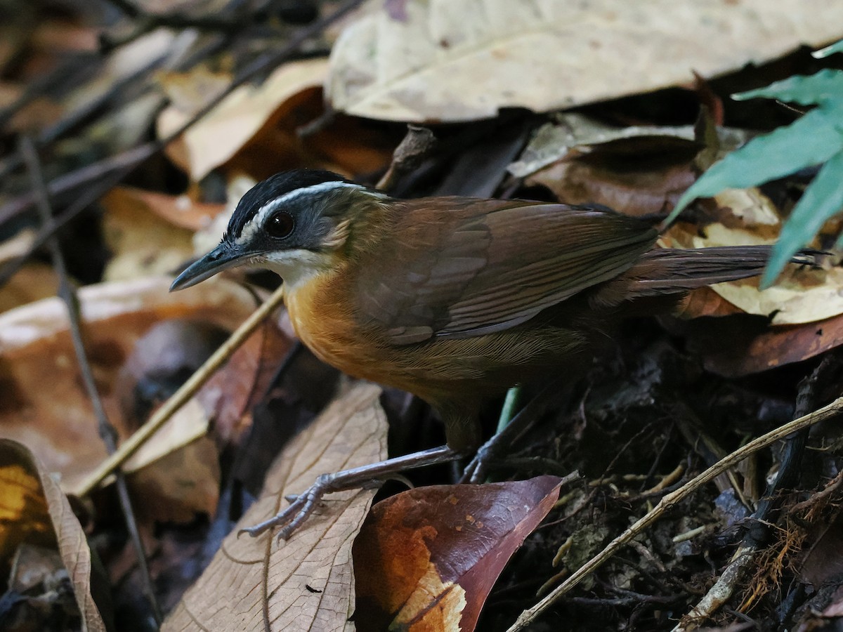 Borneo Ardıçesmeri - ML641909450