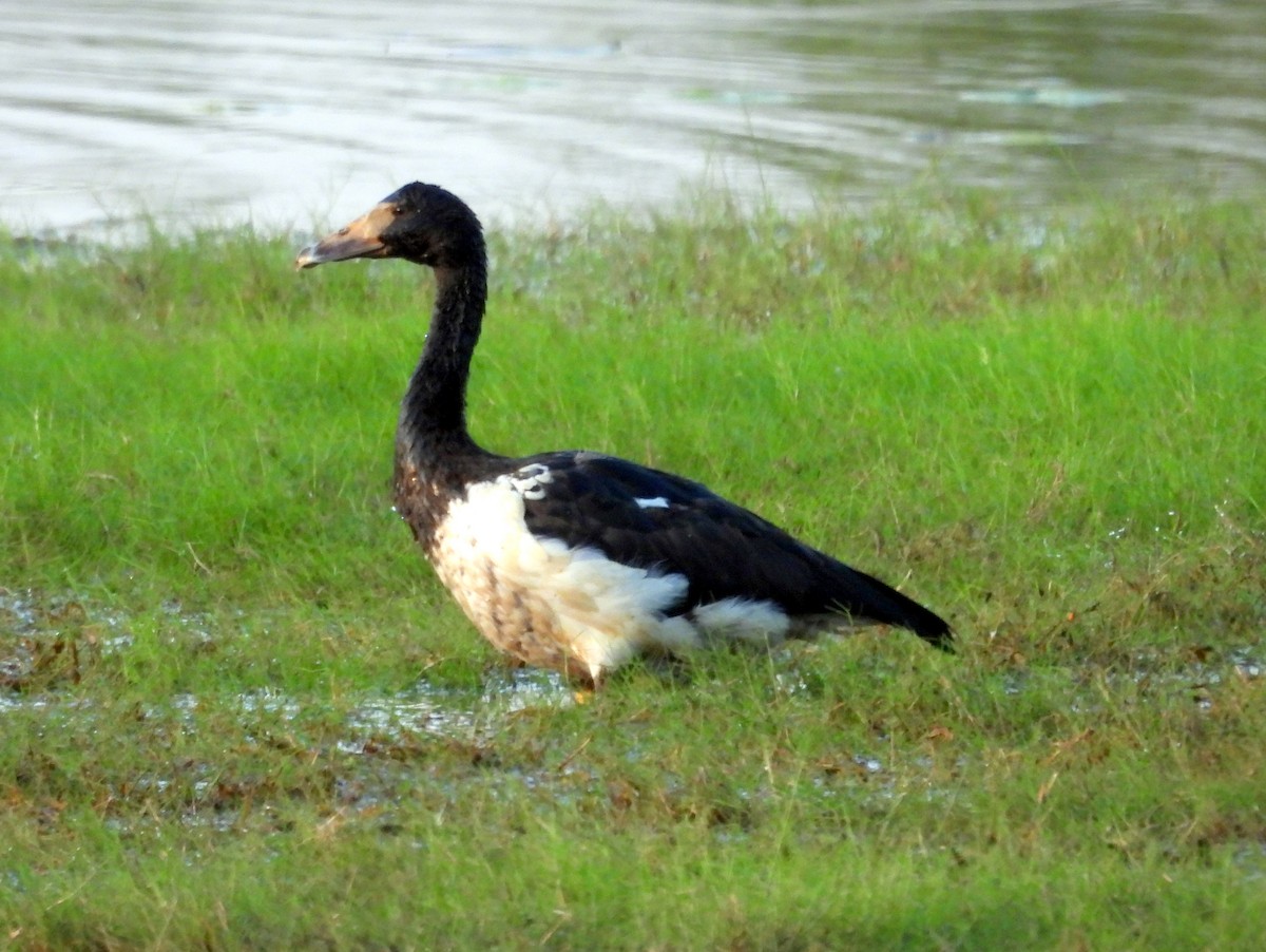 Magpie Goose - ML641909457