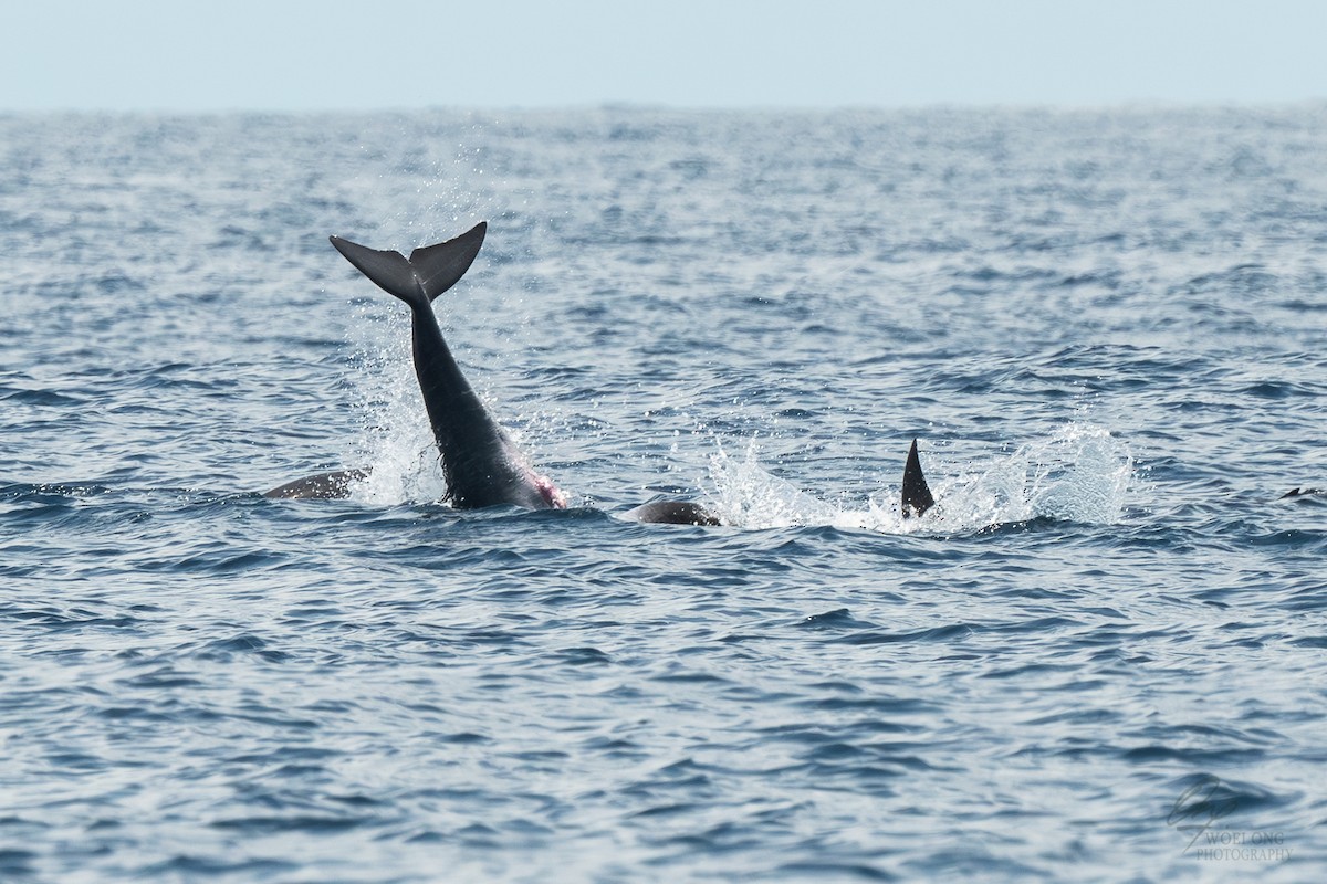 Indo-Pacific Bottlenose Dolphin - ML641909468