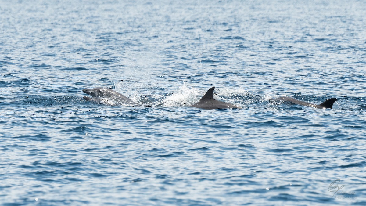 Indo-Pacific Bottlenose Dolphin - ML641909469