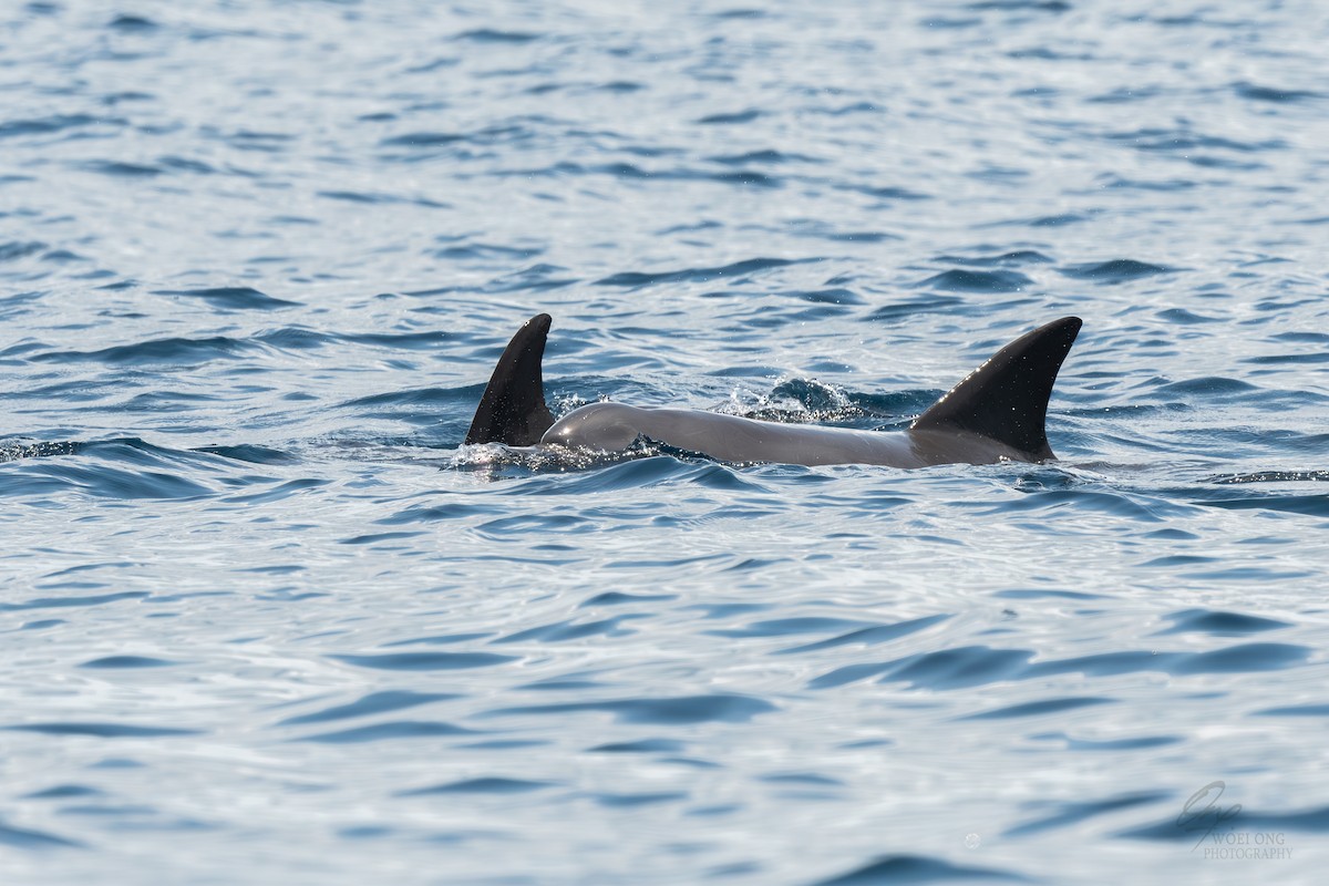 Indo-Pacific Bottlenose Dolphin - ML641909470