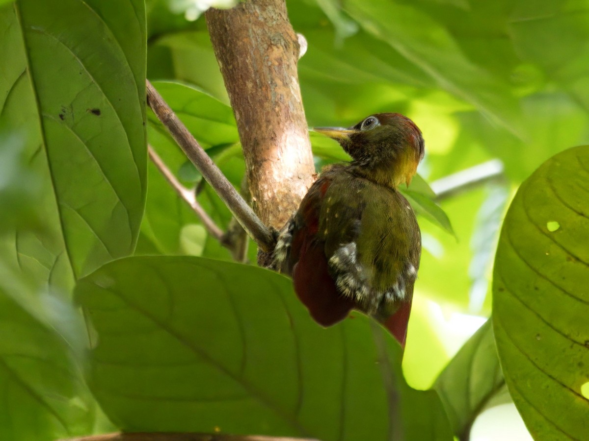 Crimson-winged Woodpecker - ML641909474