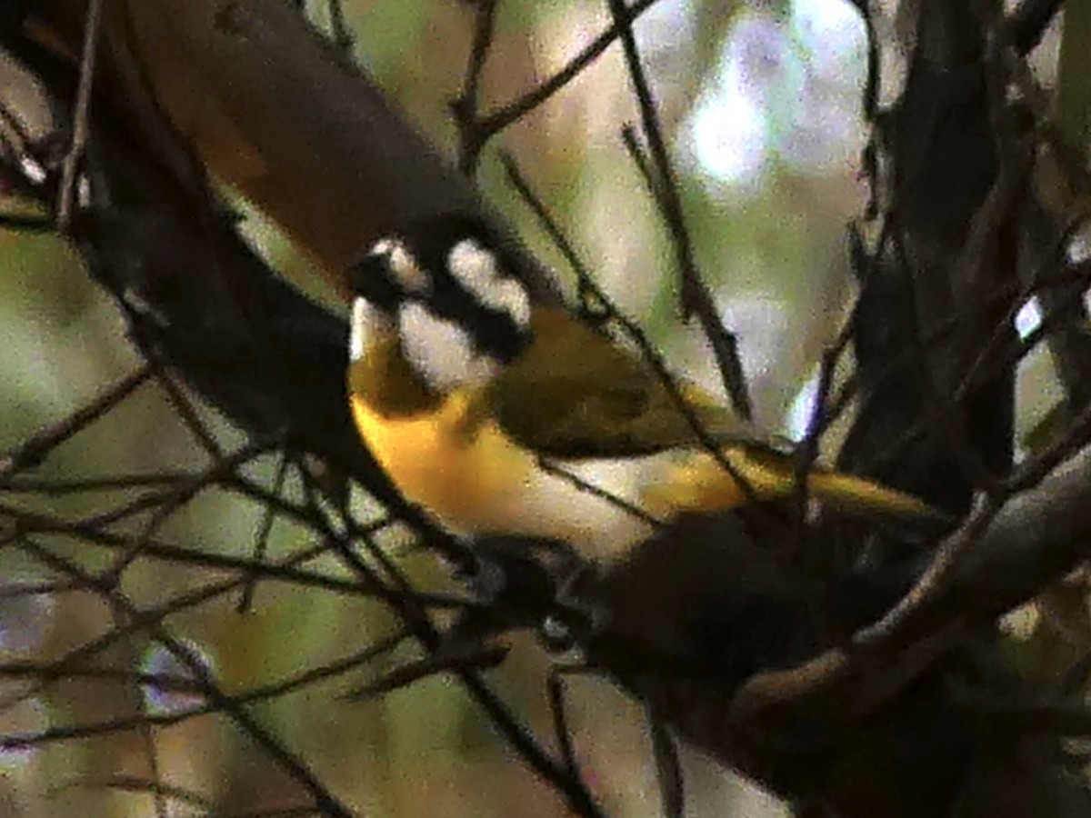 Western Shrike-tit - ML641909516