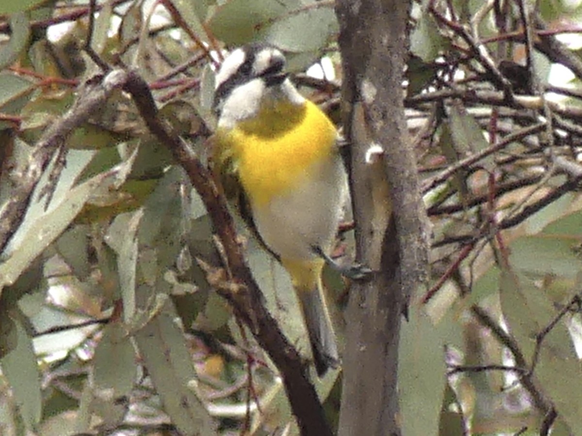 Western Shrike-tit - ML641909517