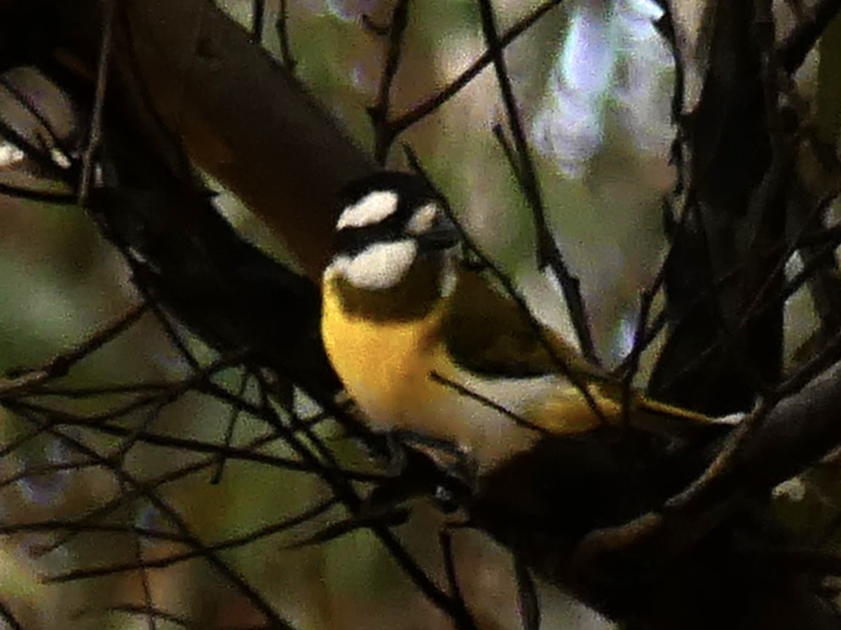 Western Shrike-tit - ML641909518