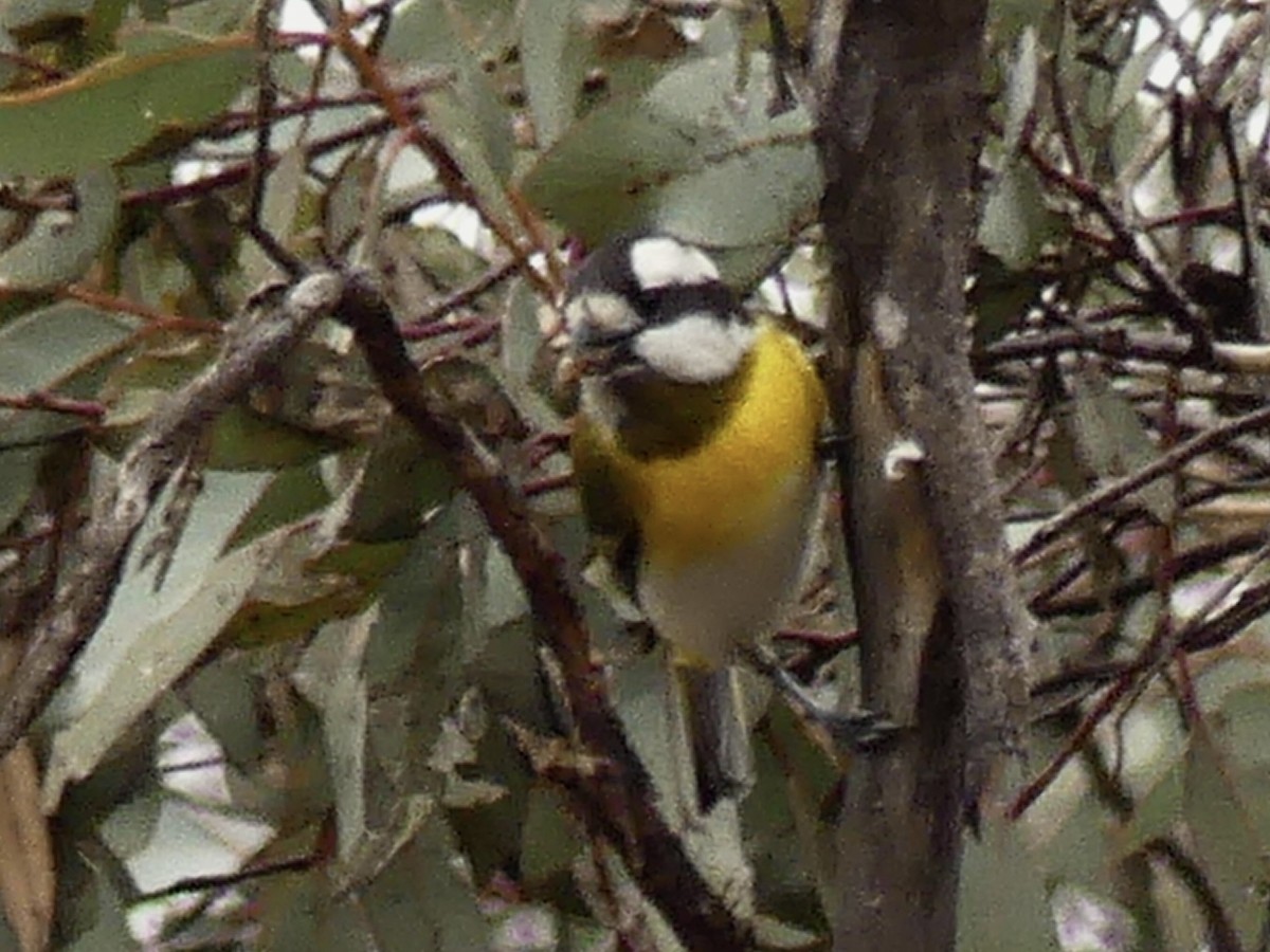 Western Shrike-tit - ML641909519