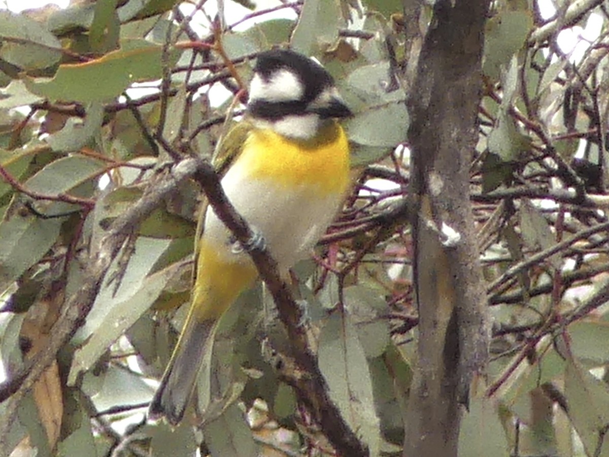 Western Shrike-tit - ML641909520