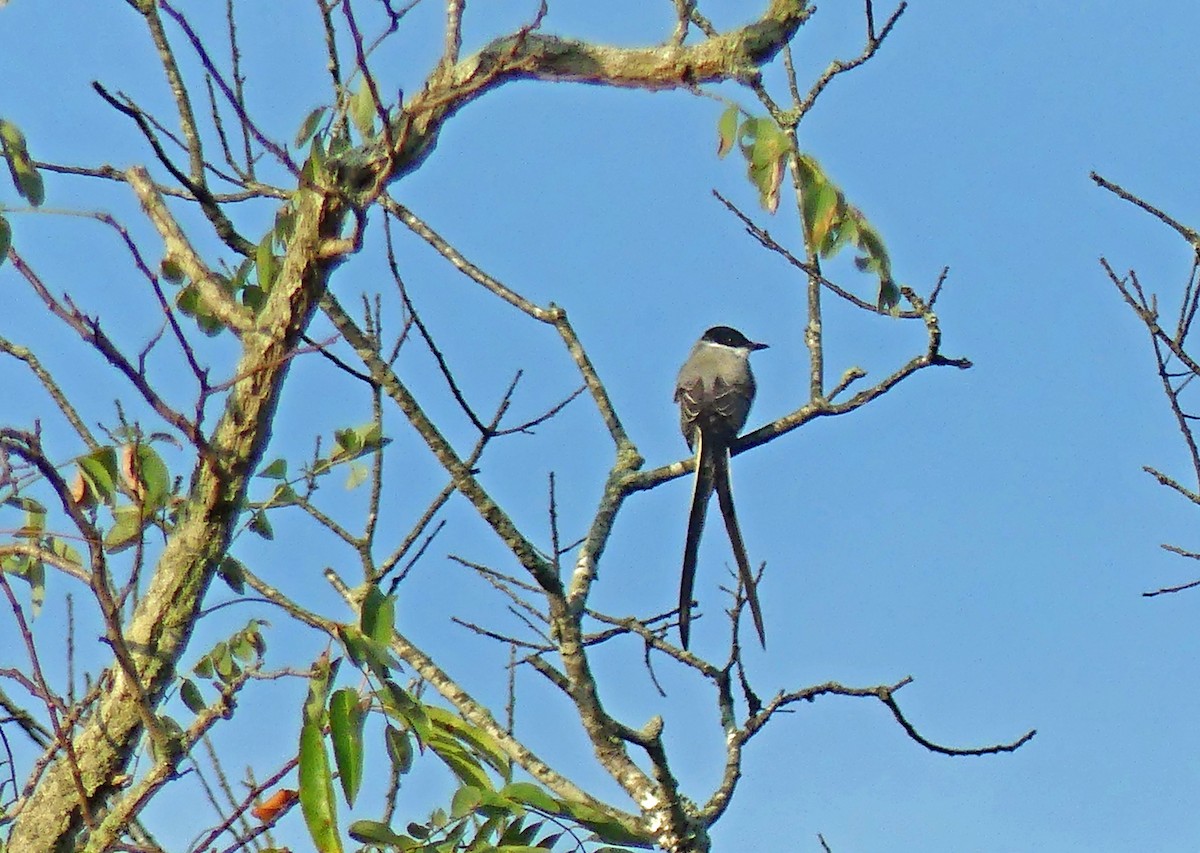 Fork-tailed Flycatcher - ML641909541