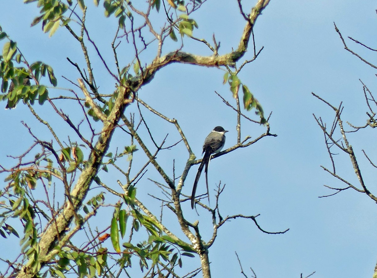 Fork-tailed Flycatcher - ML641909544
