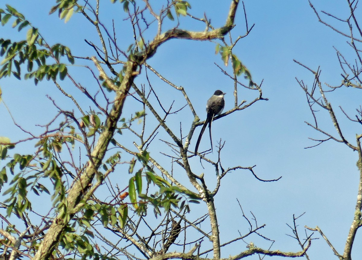 Fork-tailed Flycatcher - ML641909545