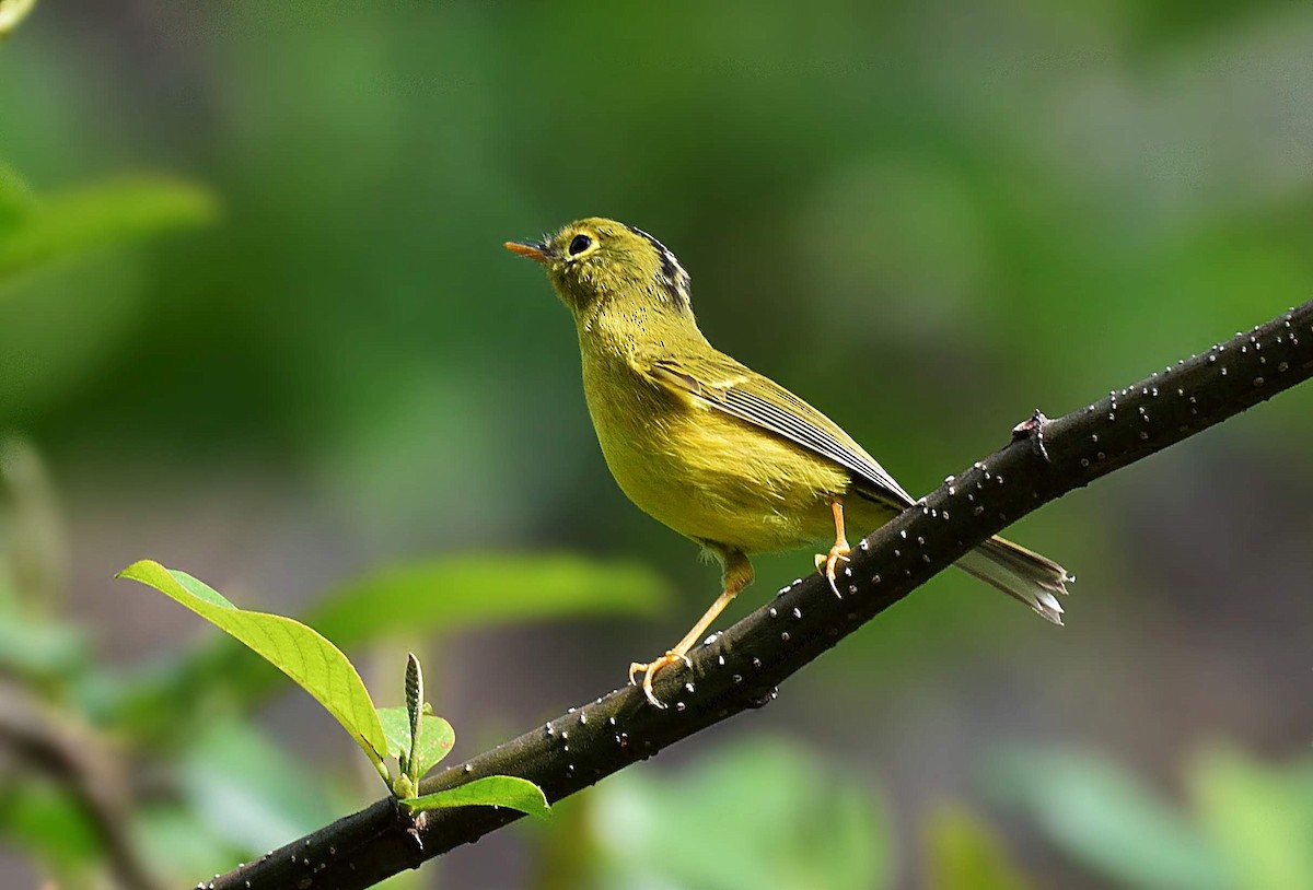 budníček himálajský - ML641909555