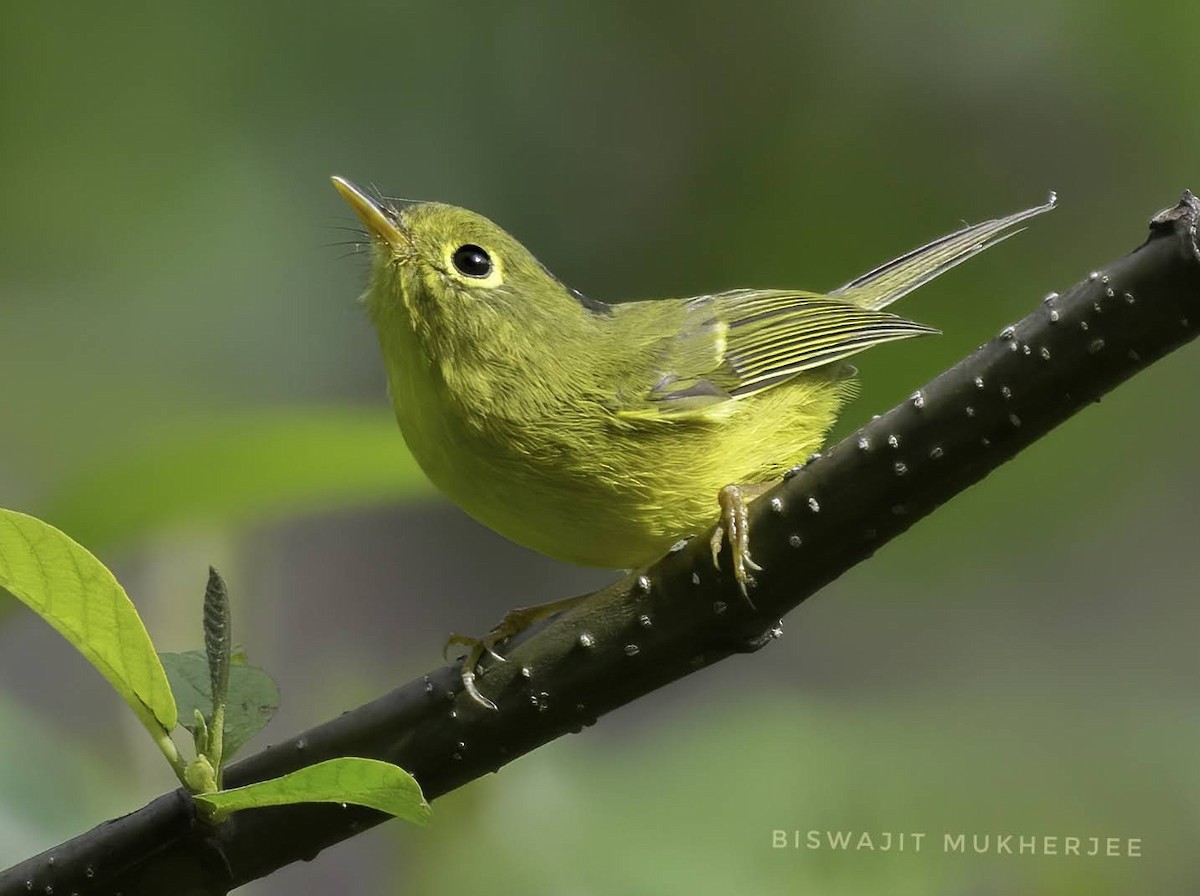 budníček himálajský - ML641909556