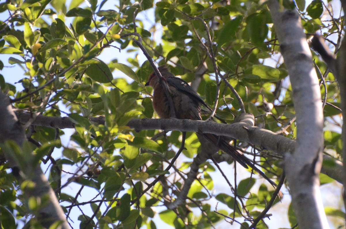 Red-faced Mousebird - ML641909598