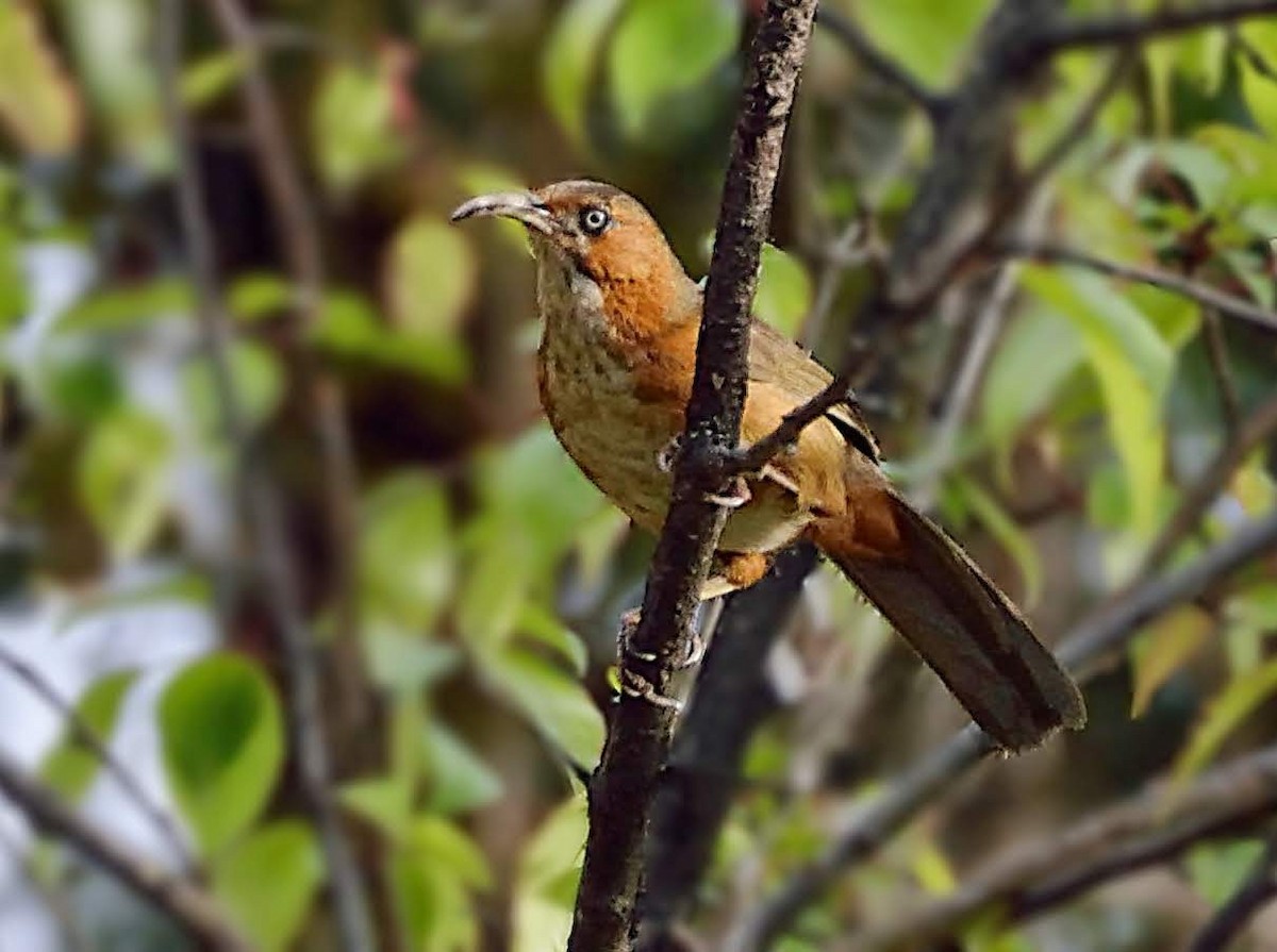 Rusty-cheeked Scimitar-Babbler - ML641909602