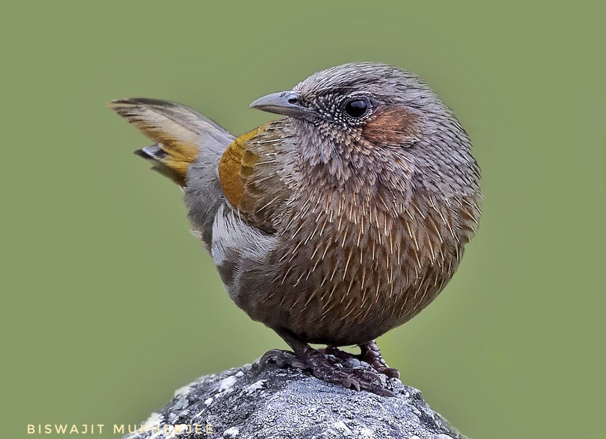 Streaked Laughingthrush - ML641909619