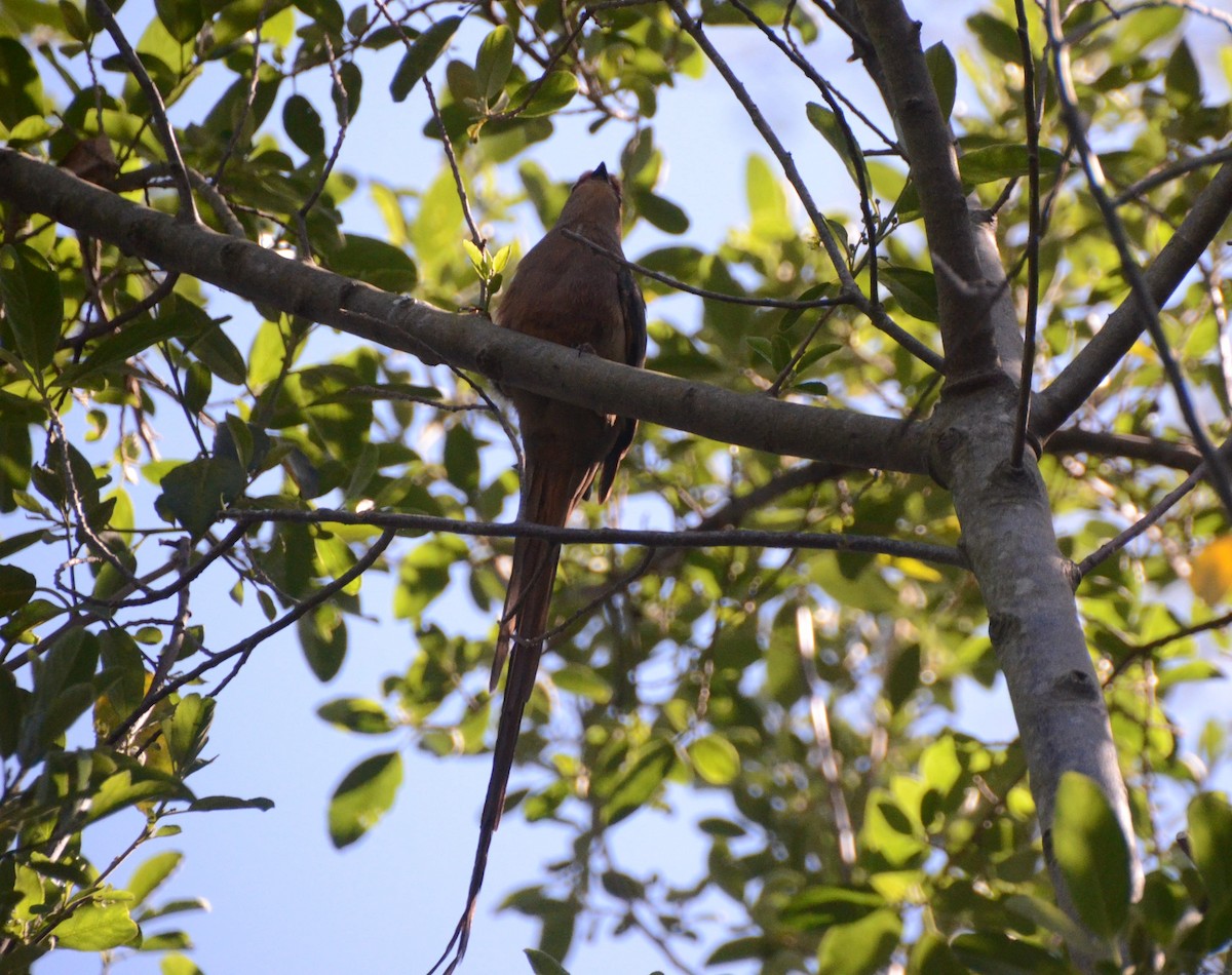 Red-faced Mousebird - ML641909620
