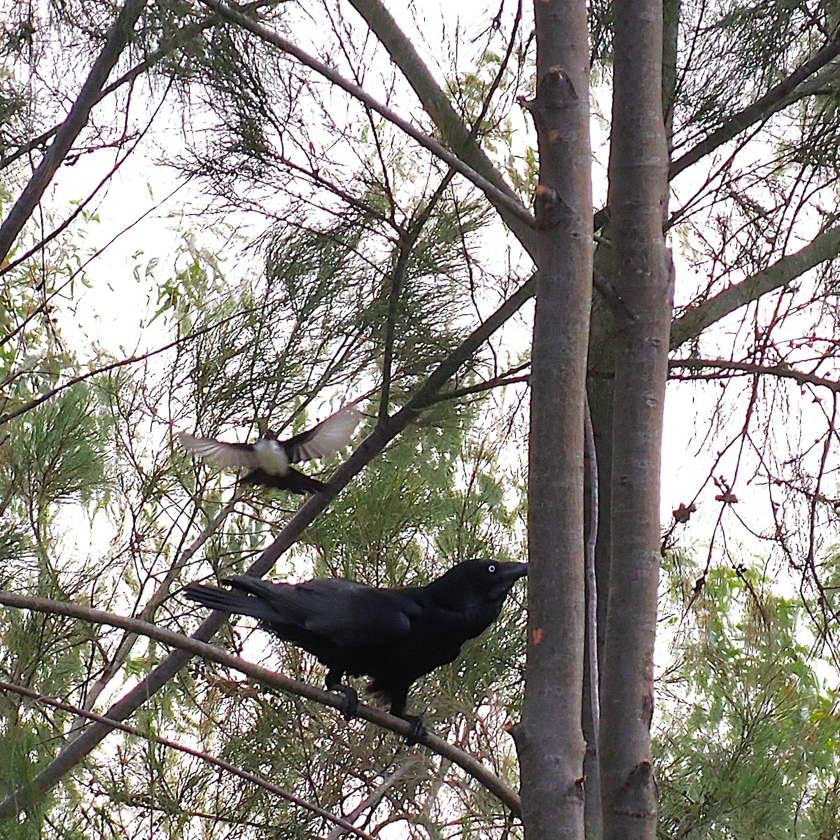 Australian Raven - ML641909621