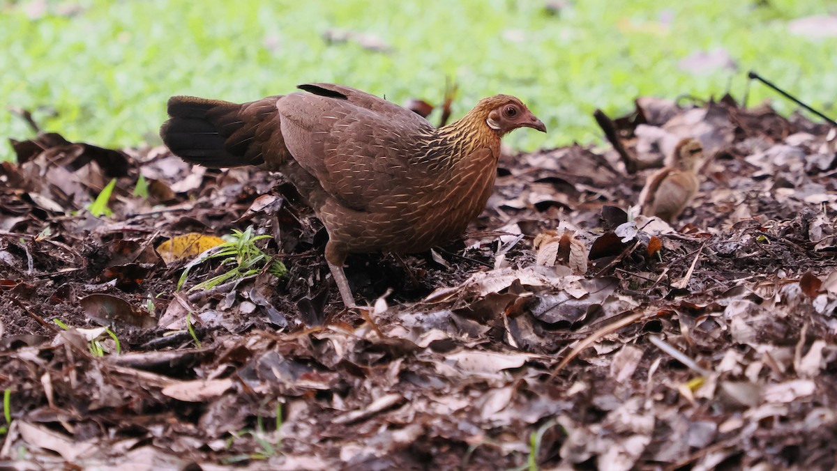 Red Junglefowl - ML641909622