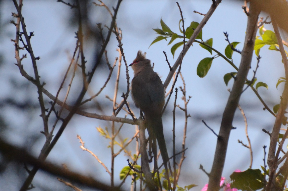 Red-faced Mousebird - ML641909644