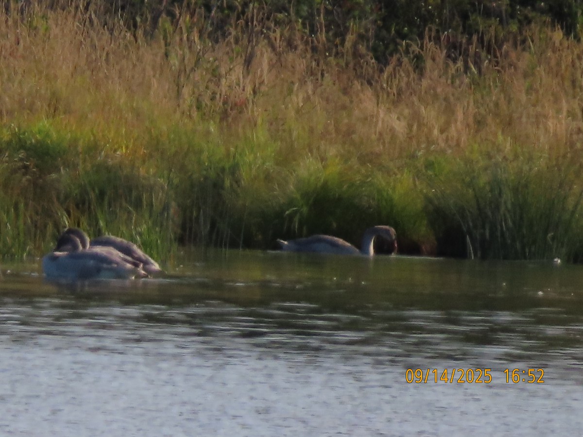 Trumpeter Swan - ML641909646