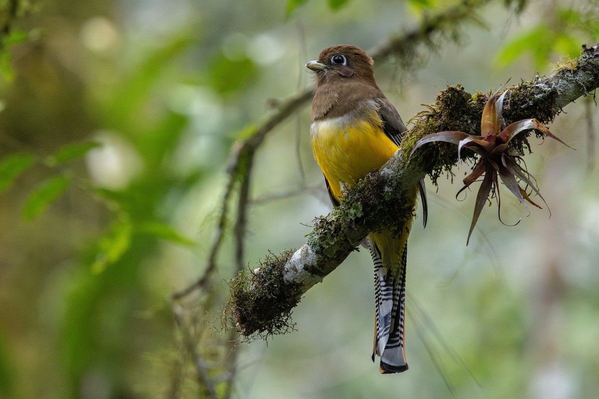 Atlantic Black-throated Trogon - ML641909651