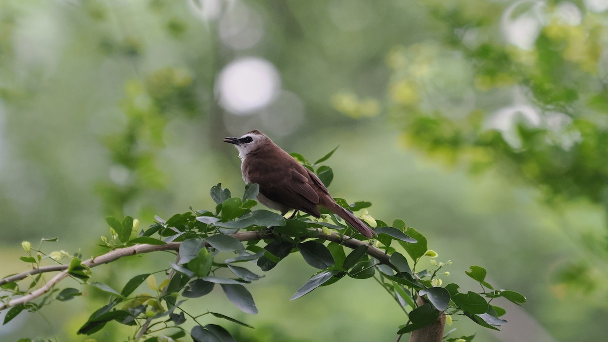 Yellow-vented Bulbul - ML641909655