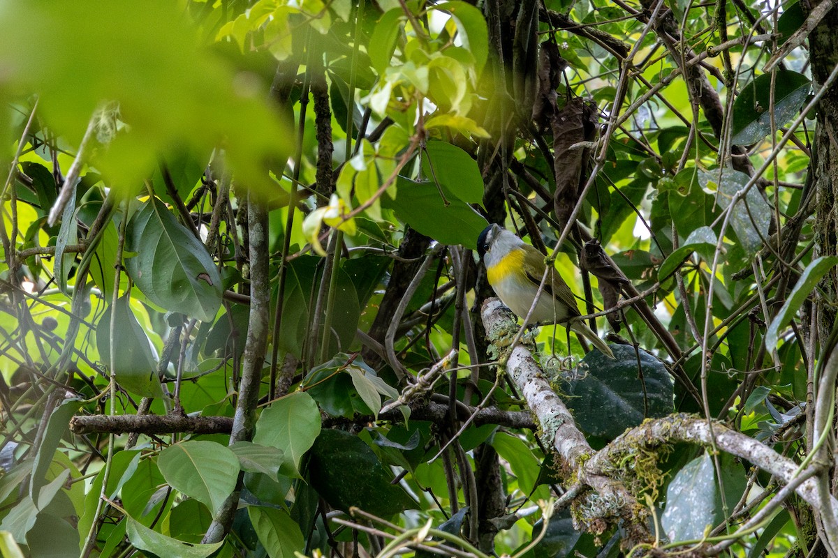 Green-backed Becard (Green-backed) - ML641909656