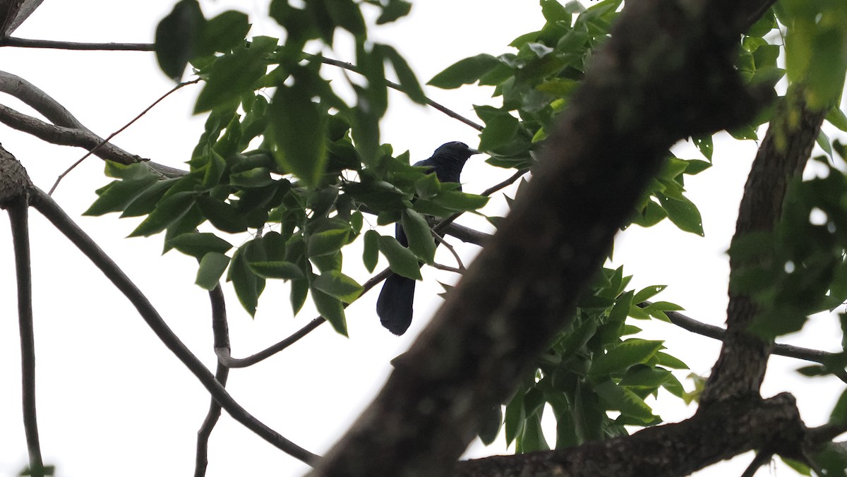 Asian Koel - ML641909666