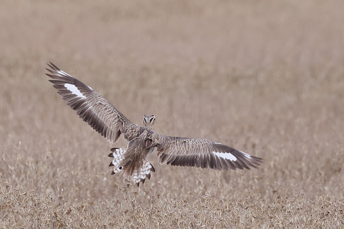 Double-striped Thick-knee - ML641909672