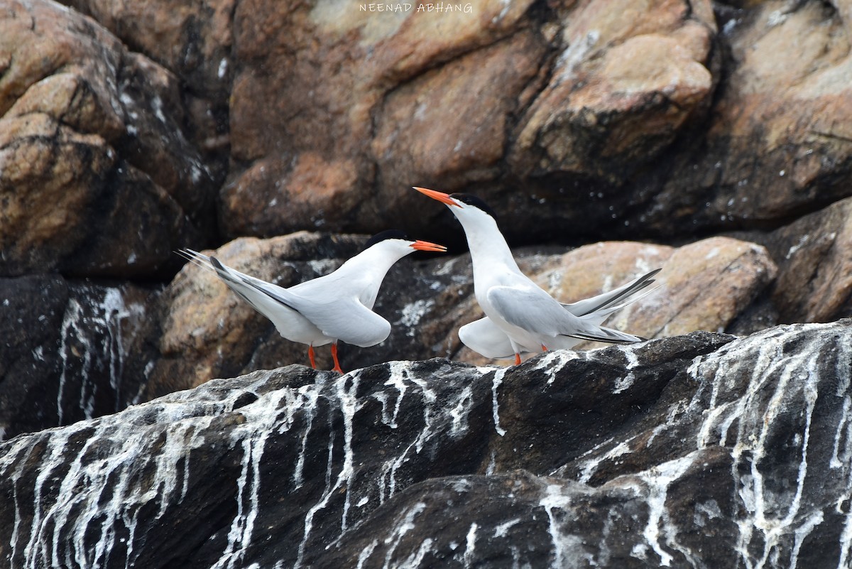 Roseate Tern - ML641909676
