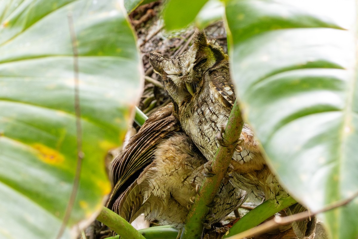 Long-tufted Screech-Owl - ML641909678