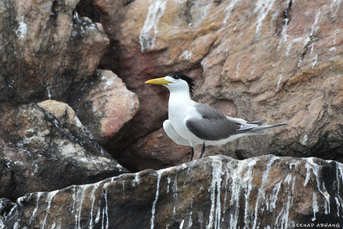 Great Crested Tern - ML641909680