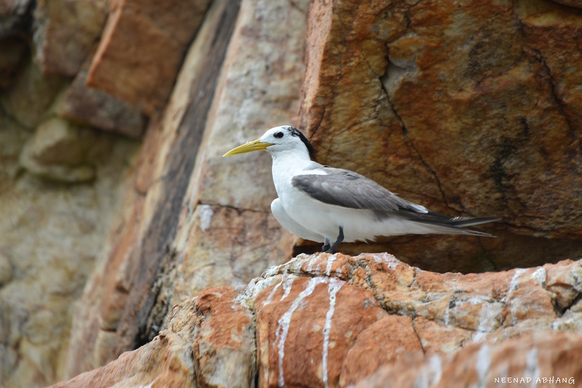 Great Crested Tern - ML641909681