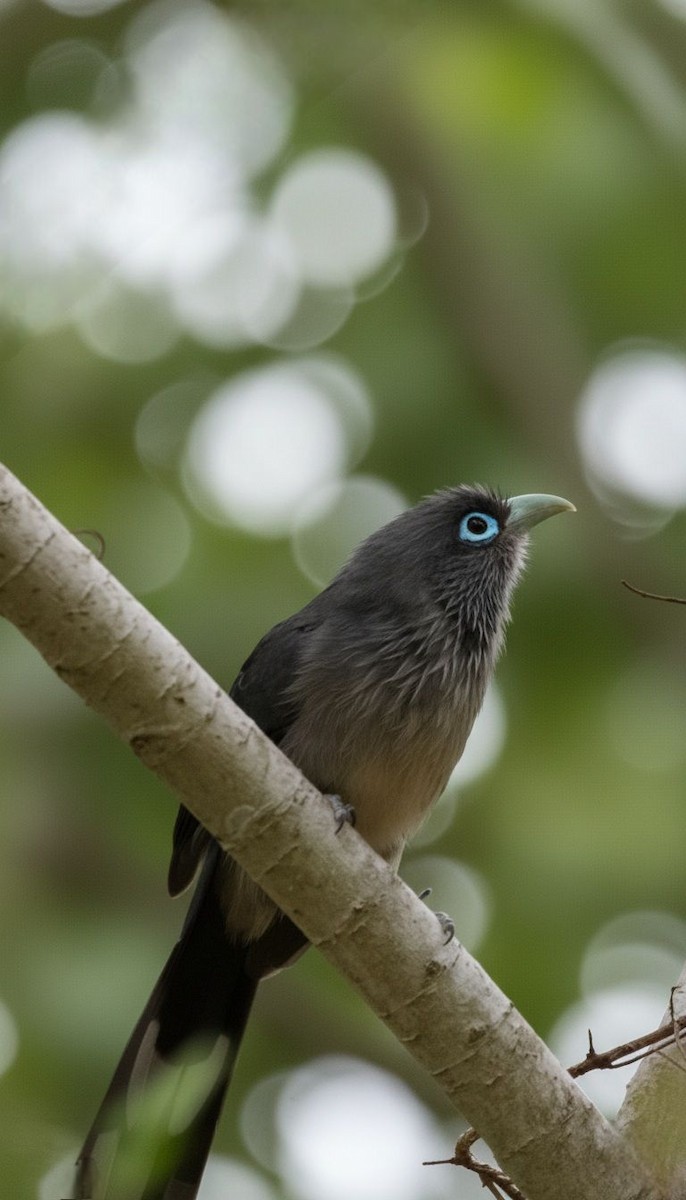 Blue-faced Malkoha - ML641909685