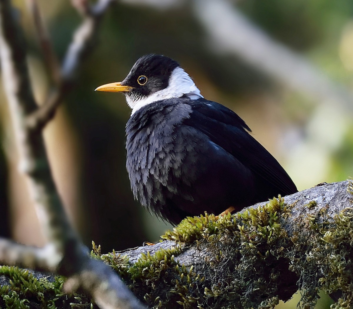White-collared Blackbird - ML641909690