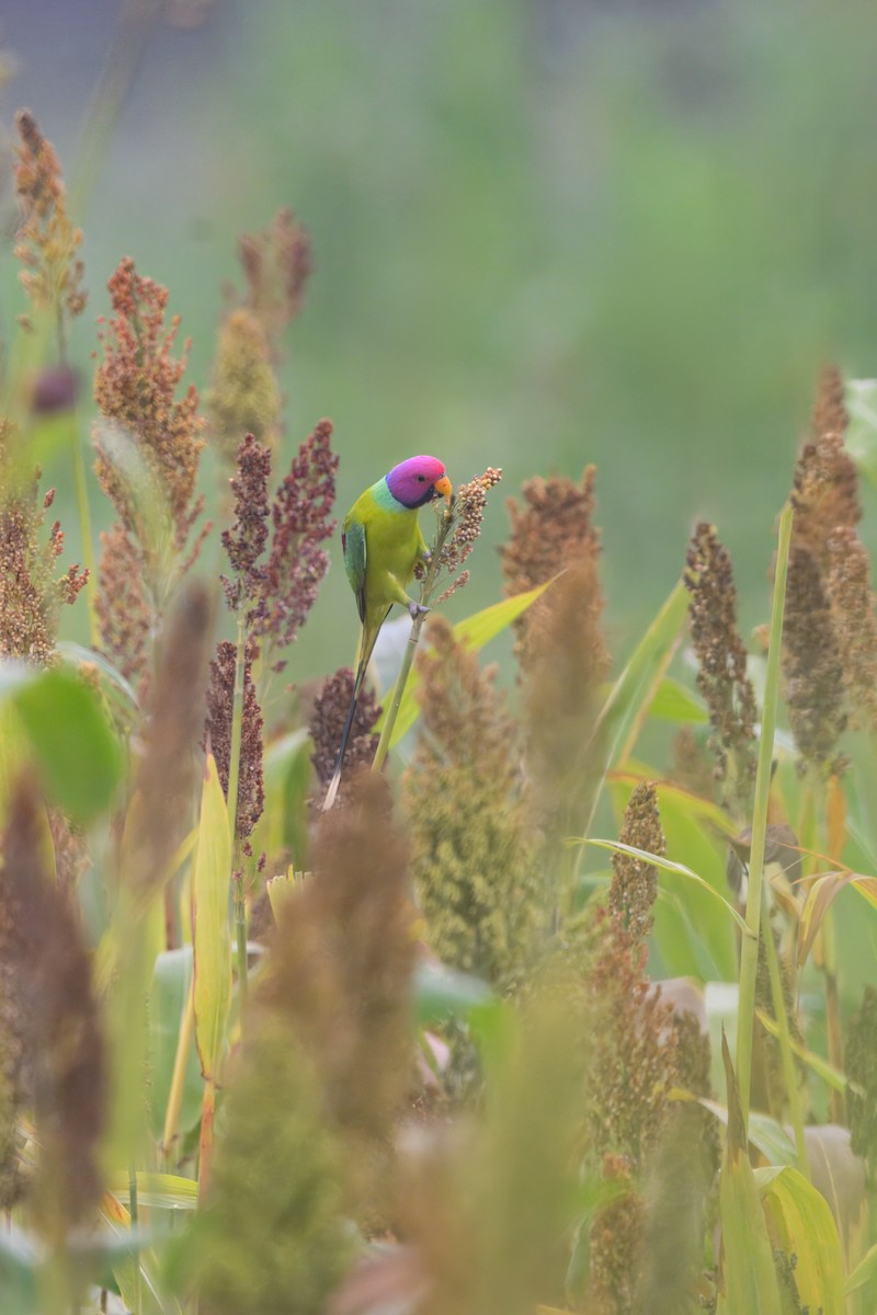 Plum-headed Parakeet - ML641909697